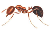 ant