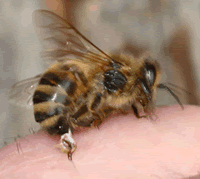 bee