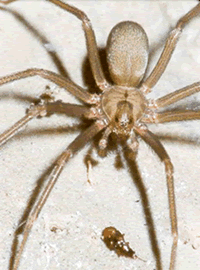 brown recluse