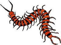 centipede