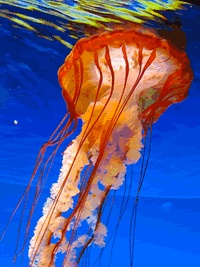 jellyfish